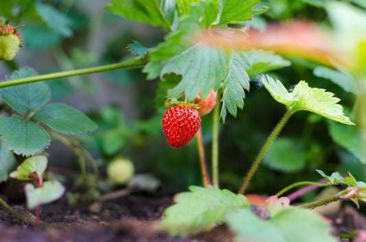 Can I Make My Own Hydroponic Fertilizer?