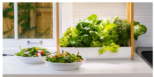 Hydroponic Gardening: A Growing Trend